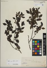 Foto von Salix myrsinifolia Salisb.